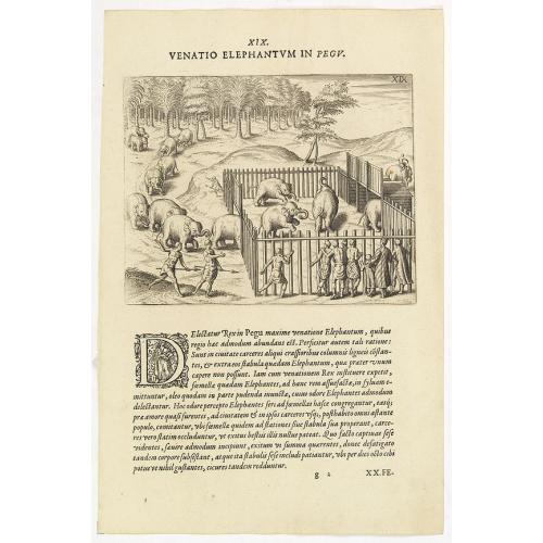 XIX. Venatio Elephantum in Pegu. [How elephants are caught in Pegu]