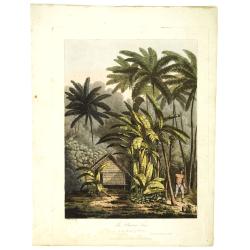 The plantain tree, in the island of Cracatoa.