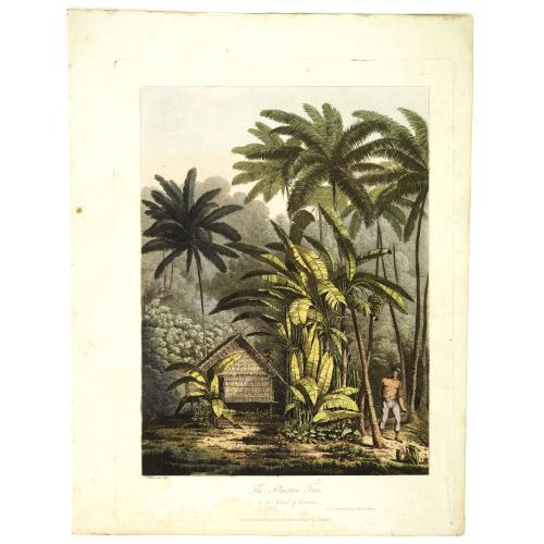 Old map image download for The plantain tree, in the island of Cracatoa.