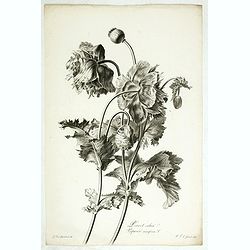 Pavot cultivé. Papaver somniferum L.