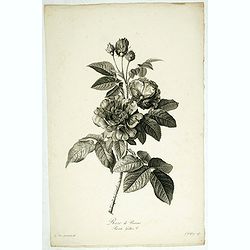 Rose de Provins. Rosa Gallica.