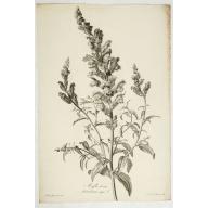 Mufle de veau. Antirrhinum majus L.