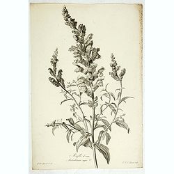 Mufle de veau. Antirrhinum majus L.