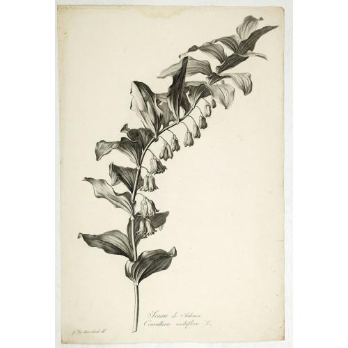 Sceau de Salomon. Convallaria multiflora L.
