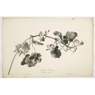 Grande Capucine. Tropaeolum majus. L.