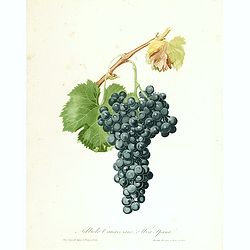 Nobiolo Canavesano, o uva Spanal.