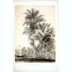 Bouquet de Palmiers dans L'Ile Tsis.