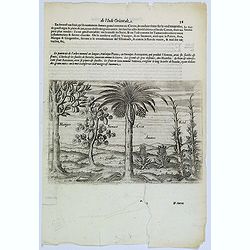 [Native Flora of Java].