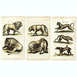 (Three plates showing tigers, leopards, lion, etc, etc.)