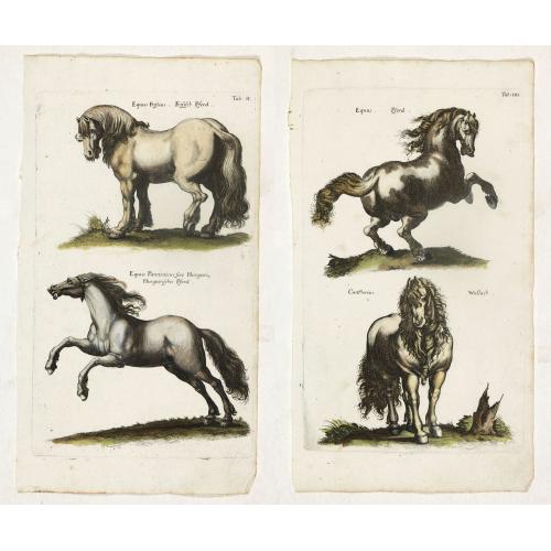 Old map image download for (Two plates showing horses.)