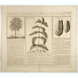 Description, figure et qualité de l'arbre, du café, avec la manière de le cultiver et d'en cueillir le fruit.