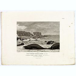 Nouvelle-Hollande: Ile King. L'Elephant-Marin ou Phoque a Trompe. [plate XXXII]