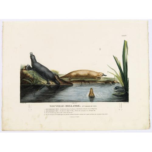 Old map image download for Nouvelle-Hollande: Nouvelle Galles du Sud. . [plate XXXIV]