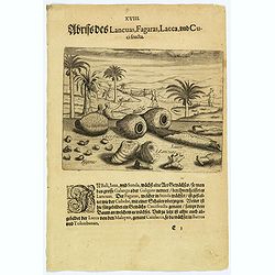 Illustrations of Lancuas, Fagaras, Lacca and Cuci fructa.