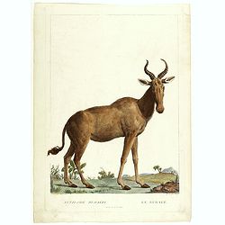 Antilope Bubalis - Le Bubale - Sisieme de la grandeur. (Antilope)