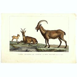 Capra Aegagrus, Le Paseng ou Bouc sauvage, Septieme de la Grandeur. (Wild goat)