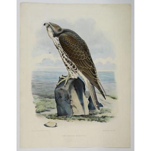 Le Sacre Hagard [Haggard-falcon]