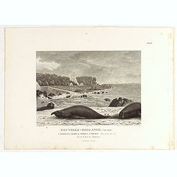 Nouvelle-Hollande: Ile King. - L'Eléphant -marin ou Phoque à trompe. [plate XXXII]