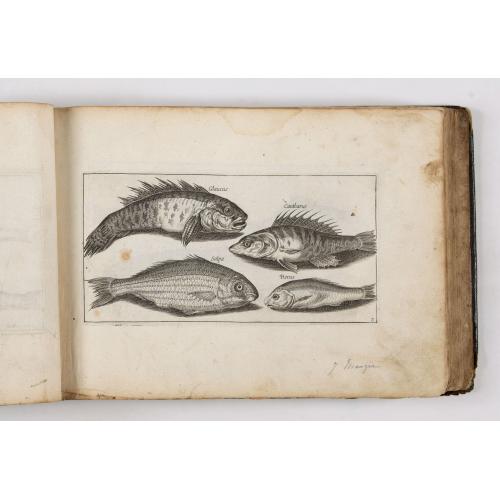 Old map image download for ALBUM with 170 engravings of animals, landscapes, months, figures, ornamentations, etc. from the 17th century.