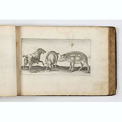 ALBUM with 170 engravings of animals, landscapes, months, figures, ornamentations, etc. from the 17th century.