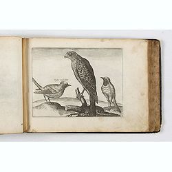 ALBUM with 170 engravings of animals, landscapes, months, figures, ornamentations, etc. from the 17th century.