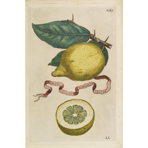 Limon Citratus Primae Notae Laevior.