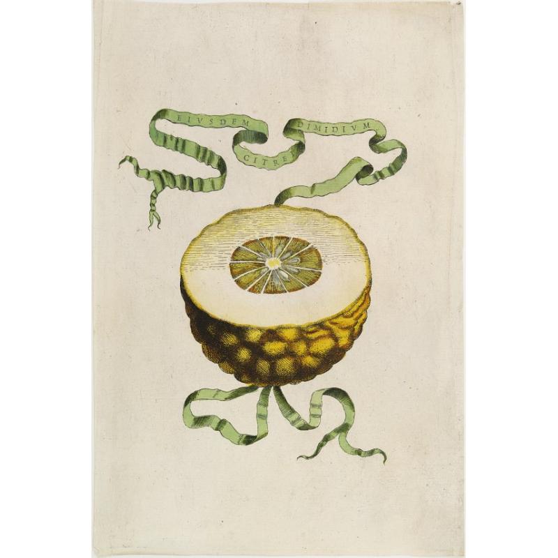 Eiusdem Citrei Dimidium