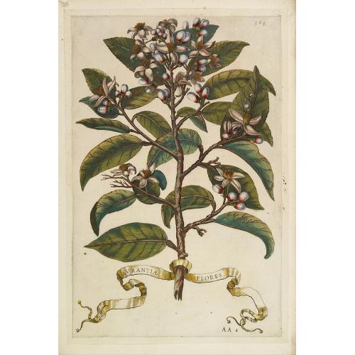Old map image download for Aurantiae Flores - orange blossom.
