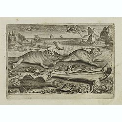 Image download for Canis marinus. Cuculus. Silurc (Piscium Vivæ Icones - Fish)