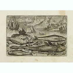 Faber marinus, Halee, Gabio, Acipenser Zeelandicus. (Piscium Vivæ Icones - Fish)