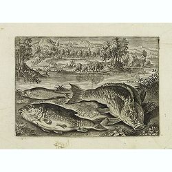 Image download for Carpio. (Piscium Vivæ Icones - Fish)
