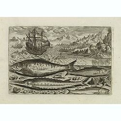 Image download for Alosa, Acipenser, Manula, Apua cobitis, (Piscium Vivæ Icones - Fish)