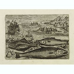 Image download for Pusser, Percainus, Salino. (Piscium Vivæ Icones - Fish)