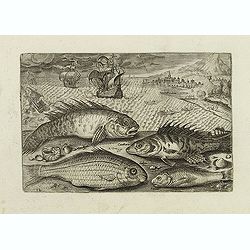 Glaucus, Cantharus, Salpa, Rarus. (Piscium Vivæ Icones - Fish)