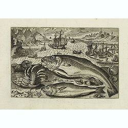 Asellus, Cancellus, Asellus mollis. (Piscium Vivæ Icones - Fish)