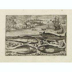 Gladius piscis, Galeus piscis, Araneus, Mugil. (Piscium Vivæ Icones - Fish)