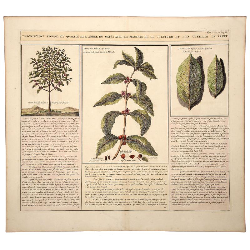 Description, Figure, et Qualite de L' Arbre du CAFÉ; Avec la Maniere de le Cultiver et d'en Cueiller le Fruit.