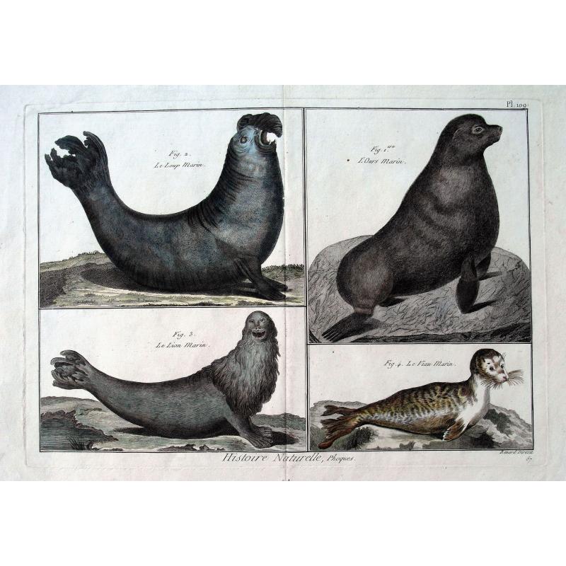 Histoire Naturelle, Phoques.