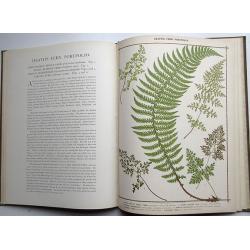 Heath's Fern Portfolio.