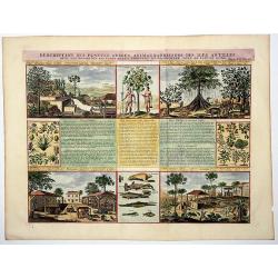 Descriptions des Plantes, Arbres, Animaux & Poissons des Iles Antilles.