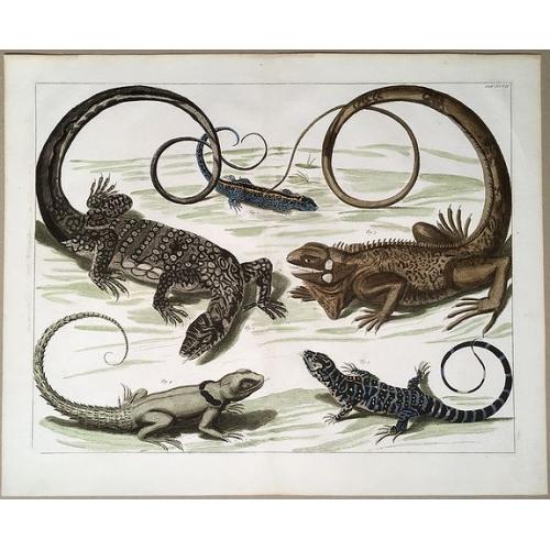 Old map image download for Reptiles: 5 species of Lizards.