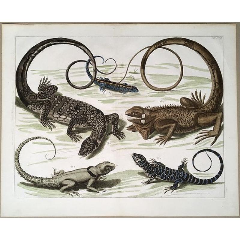 Reptiles: 5 species of Lizards.