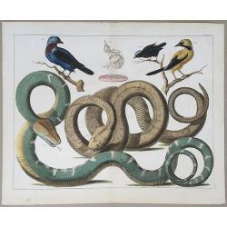 [Snakes and Birds.]
