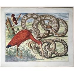 Two Pythons, Scarlet Ibis and Shama.
