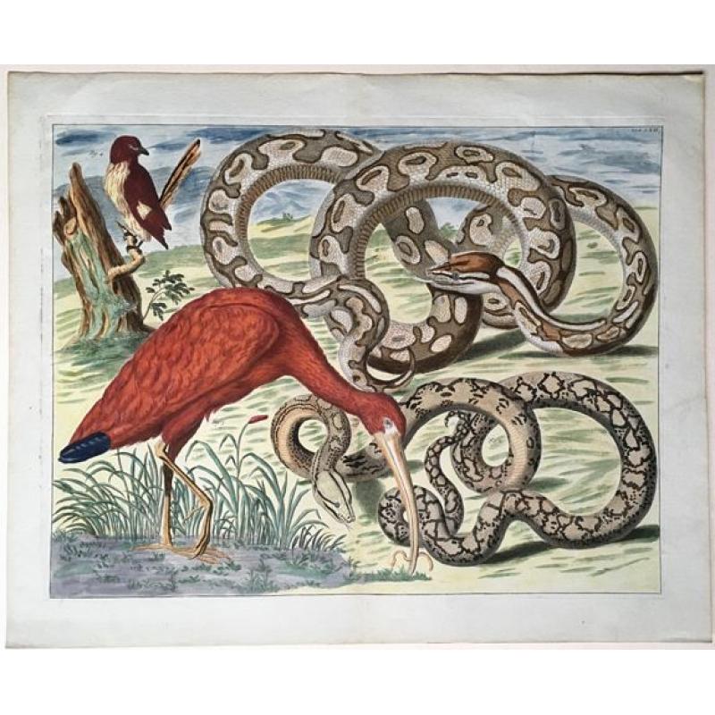 Two Pythons, Scarlet Ibis and Shama.