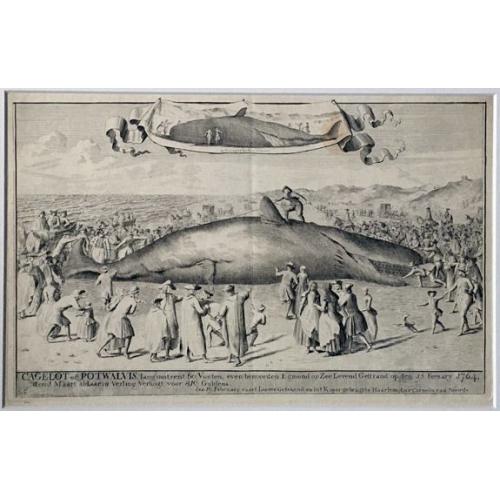 Cagelot of Potwalvis , lang omtrent 60 voeten, even benoorden Egmond op Zee Levend Gestrand op den 15 february (!) 1764. . .
