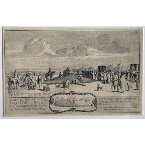 Cagelot Vis lang 64 Voet, is Gestrand tussen Zantvoord en Wyk, 1762.