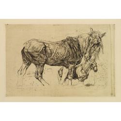 Study of two Horses.