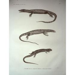 Plate of Three Lizards, from the reptiles volume of Napoleon's Description de l\'egypte.