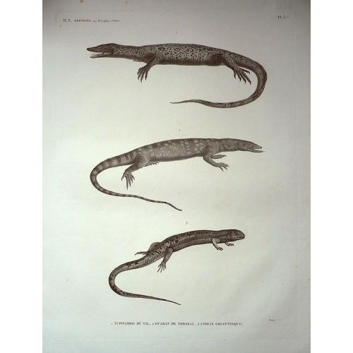 Old map image download for Plate of Three Lizards, from the reptiles volume of Napoleon's Description de l\'egypte.
